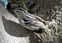 Black and White Warbler 6572